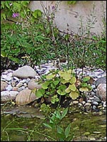 Wasser im Garten